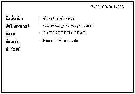 กล่องข้อความ: 7-50100-001-239 ชื่อพื้นเมือง : อโศกสปัน,อโศกพวง ชื่อวิทยาศาสตร์ : Brownea grandiceps Jacq. ชื่อวงศ์ : CAESALPINIACEAE ชื่อสามัญ : Rose of Venezuela ประโยชน์